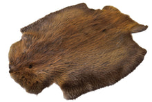 Beaver Pelt - Buckskin Leather Co. Load image into Gallery viewer, Beaver Pelt - Buckskin Leather Co.