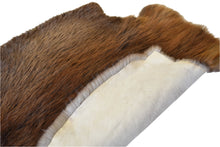 Beaver Pelt - Buckskin Leather Co. Load image into Gallery viewer, Beaver Pelt - Buckskin Leather Co.