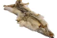 Western Coyote Pelt - Buckskin Leather Co. Load image into Gallery viewer, Western Coyote Pelt - Buckskin Leather Co.