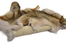 Western Coyote Pelt - Buckskin Leather Co. Load image into Gallery viewer, Western Coyote Pelt - Buckskin Leather Co.