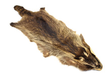 Load image into Gallery viewer, Racoon Pelt - Buckskin Leather Co.

