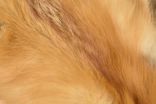 Load image into Gallery viewer, Red Fox Pelt - Buckskin Leather Co.
