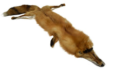 Load image into Gallery viewer, Red Fox Pelt - Buckskin Leather Co.
