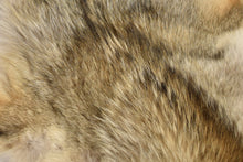 Load image into Gallery viewer, Western Coyote Pelt - Buckskin Leather Co.
